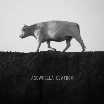 Acowpella Beatbox by Roy Kafri