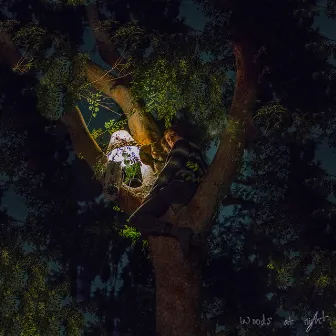 Woods at Night by Boy Willows