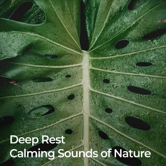 Deep Rest: Calming Sounds of Nature by Rainforest Nature Sounds