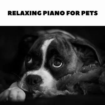 Sleepy Dog Songs by Relaxing Piano For Pets