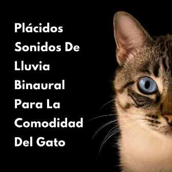 Plácidos Sonidos De Lluvia Binaural Para La Comodidad Del Gato by Reiki para animales