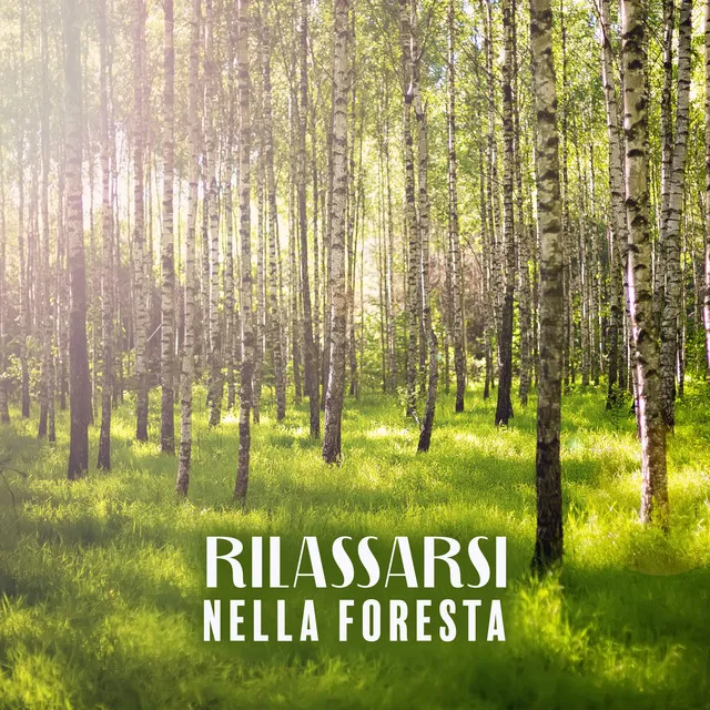 Atmosfera della foresta di primavera