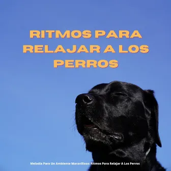 Melodía Para Un Ambiente Maravilloso: Ritmos Para Relajar A Los Perros by Estado de distracción