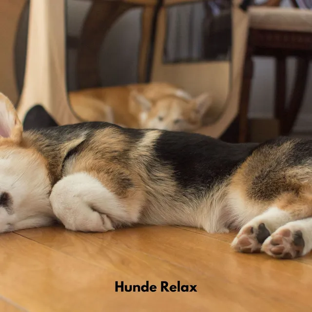 Hunde Relax