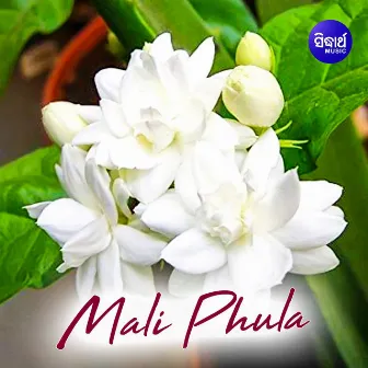 Malli Phula by 