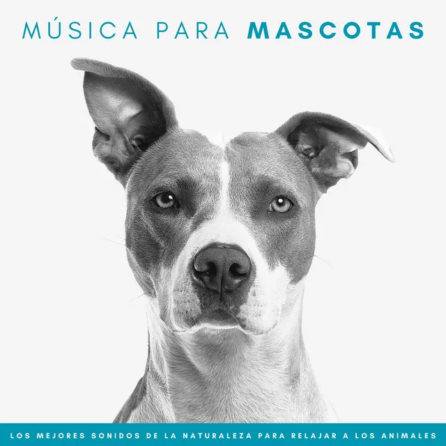 Música Para Mascotas: Los Mejores Sonidos De La Naturaleza Para Relajar A Los Animales