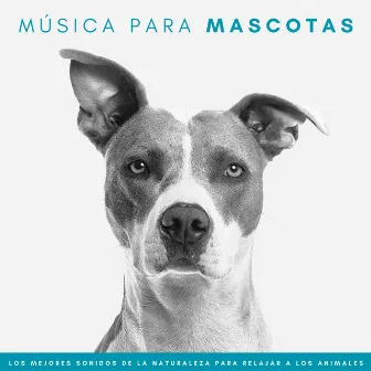 Música Para Mascotas: Los Mejores Sonidos De La Naturaleza Para Relajar A Los Animales by 