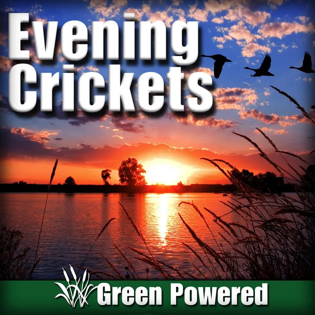 Evening Crickets (Nature Sound)