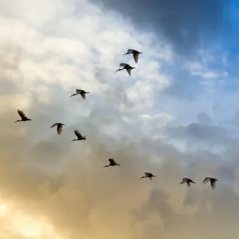 Migration Flight by David Coyle