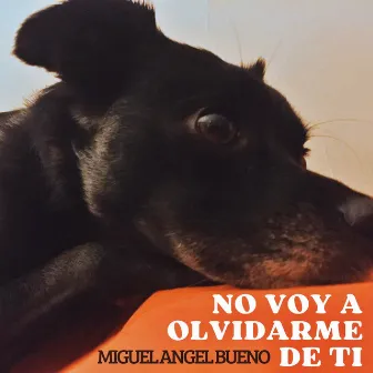 No voy a olvidarme de ti by Miguel Angel Bueno