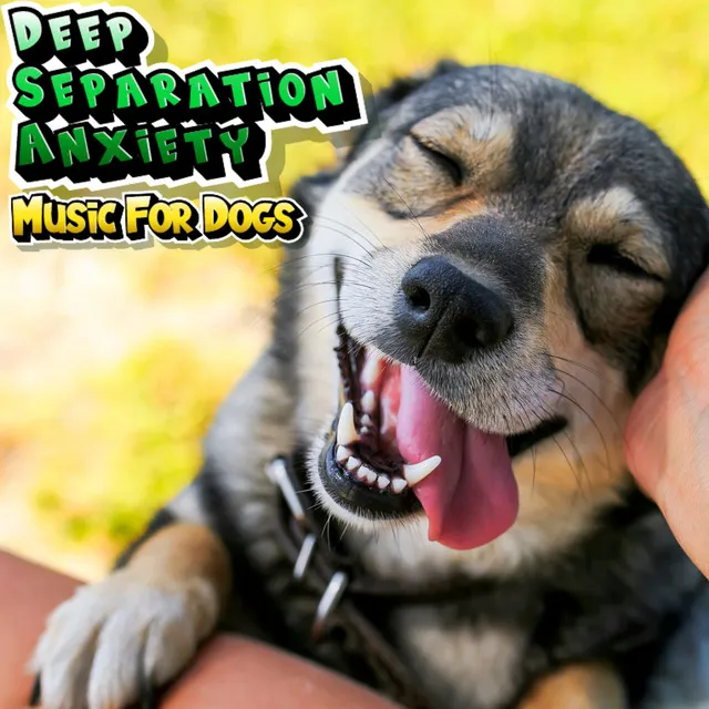 Have A Relaxed Dog Chill Music For Easily Stressed Dogs