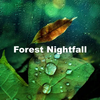 Forest Nightfall by Amazon Jungle Sounds