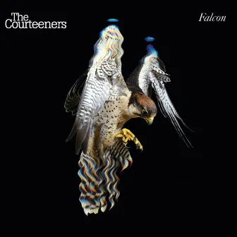 Falcon by Courteeners