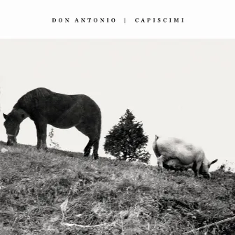 Capiscimi by Don Antonio