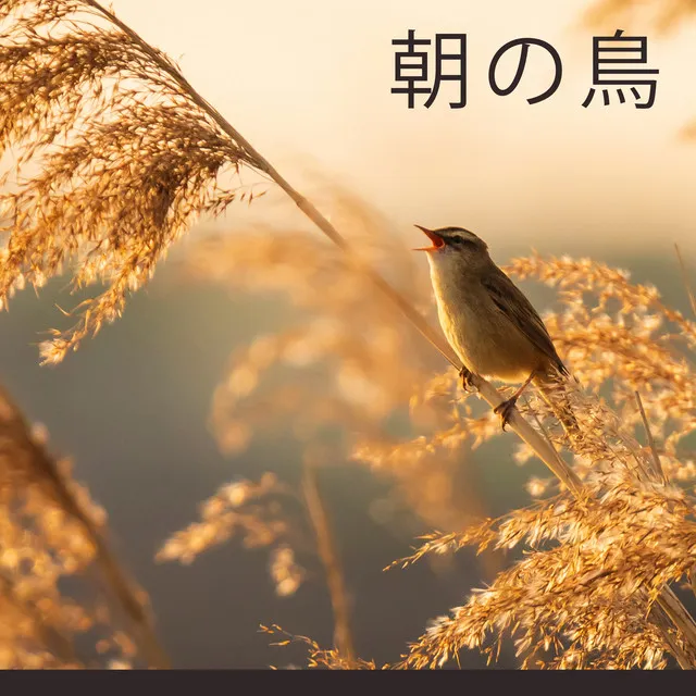 朝の鳥: リラクゼーション, 静けさ, 調和