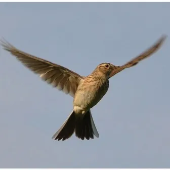 Lark in the Clear Air by Lisa Moscatiello