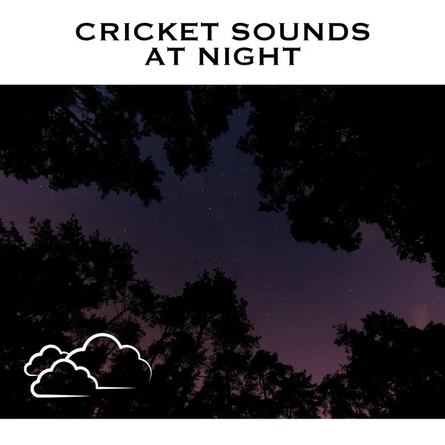 Cricket Sounds At Night