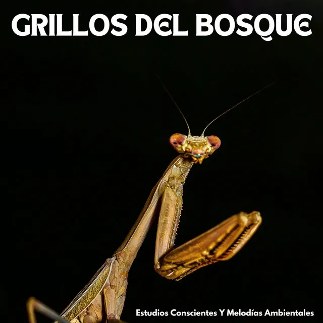 Grillos Del Bosque: Estudios Conscientes Y Melodías Ambientales