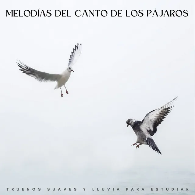 Melodías Del Canto De Los Pájaros: Truenos Suaves Y Lluvia Para Estudiar