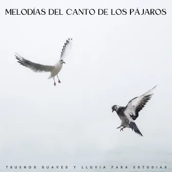 Melodías Del Canto De Los Pájaros: Truenos Suaves Y Lluvia Para Estudiar by Pájaros en la televisión