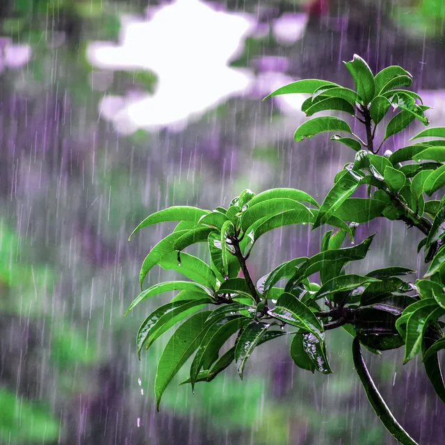 Nature Rain