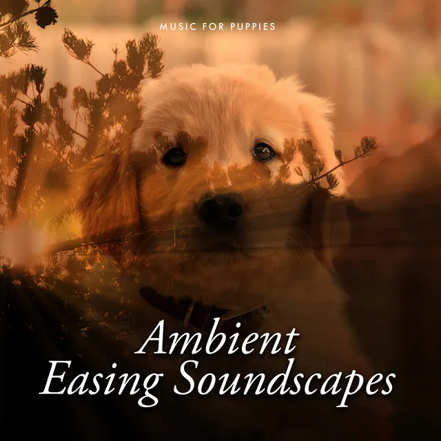 Ambient Easing Soundscapes