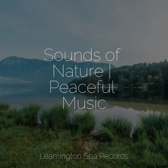 Ambient Sounds