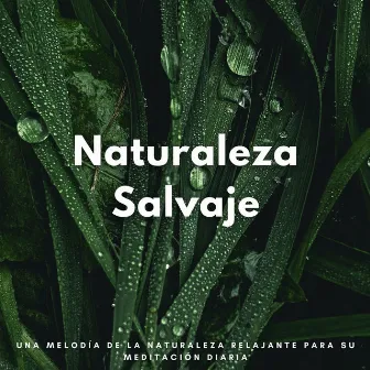 Naturaleza Salvaje: Una Melodía De La Naturaleza Relajante Para Su Meditación Diaria by Música para la meditación