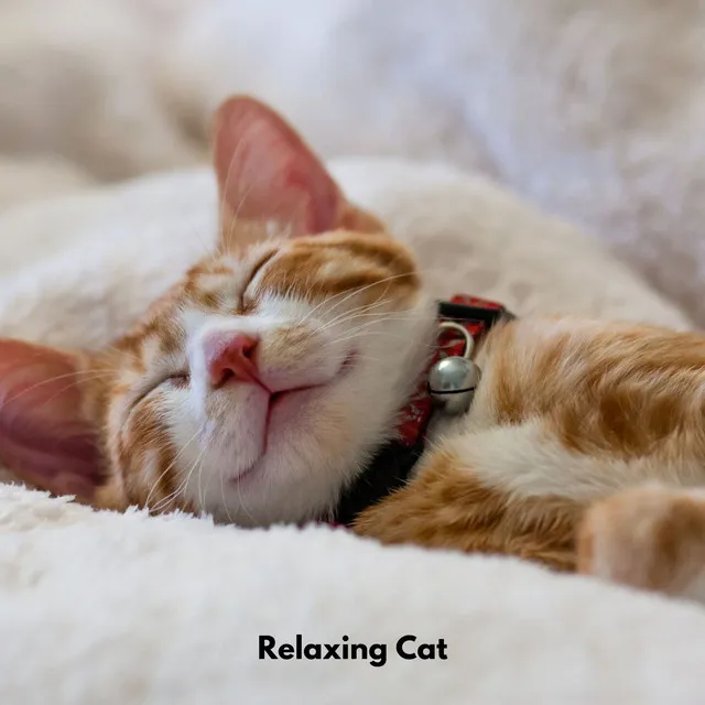 Relaxing Cat