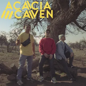 Acacia Caven by ANOMALIA