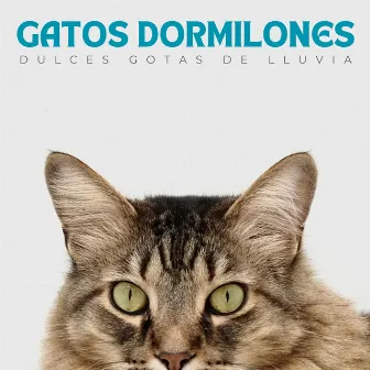 Gatos Dormilones: Dulces Gotas De Lluvia by Deja que llueva