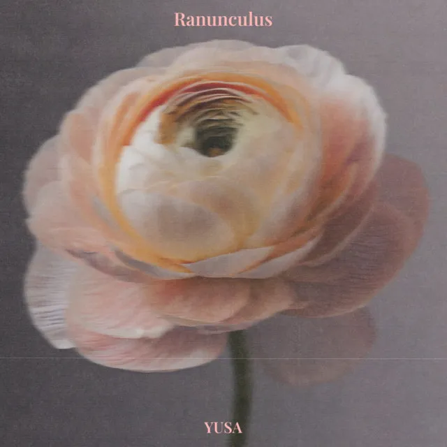 Ranunculus