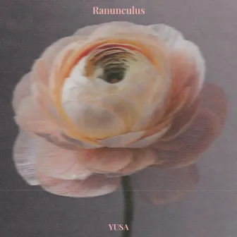 Ranunculus by YUSA