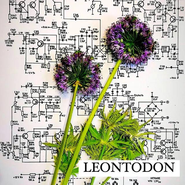 Leontodon