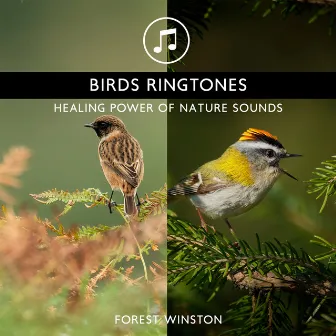 Birds Ringtones - Healing Power of Nature Sounds for Sleep and Relaxation, Morning Chirping Birds by Forest Winston