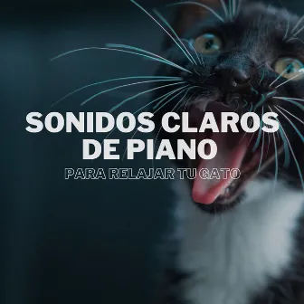 Sonidos Claros De Piano Para Relajar Tu Gato by 