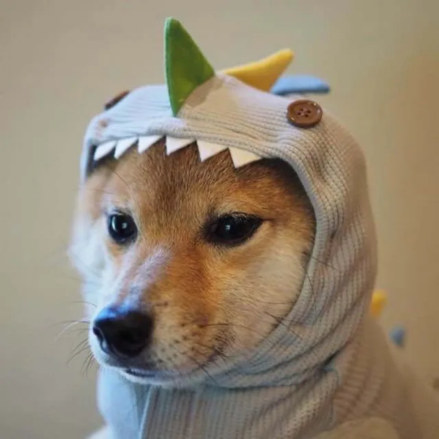 shibainu