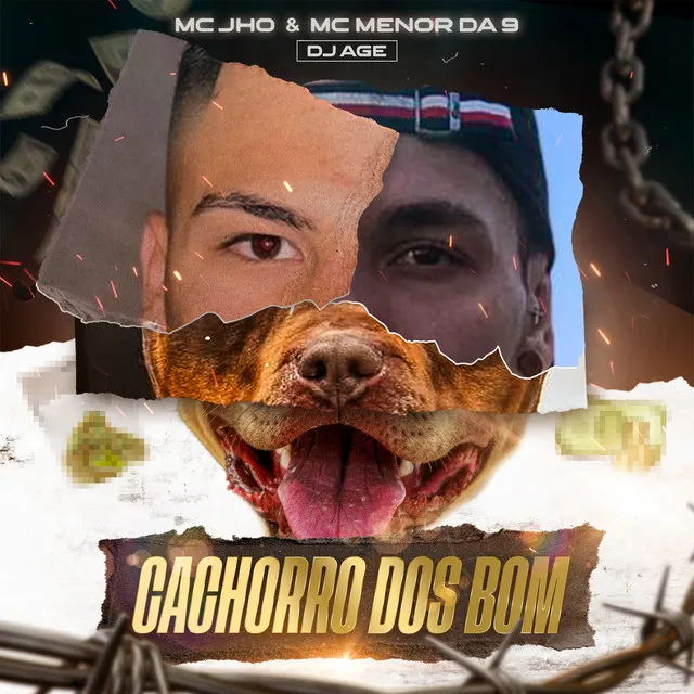 Cachorro dos Bom