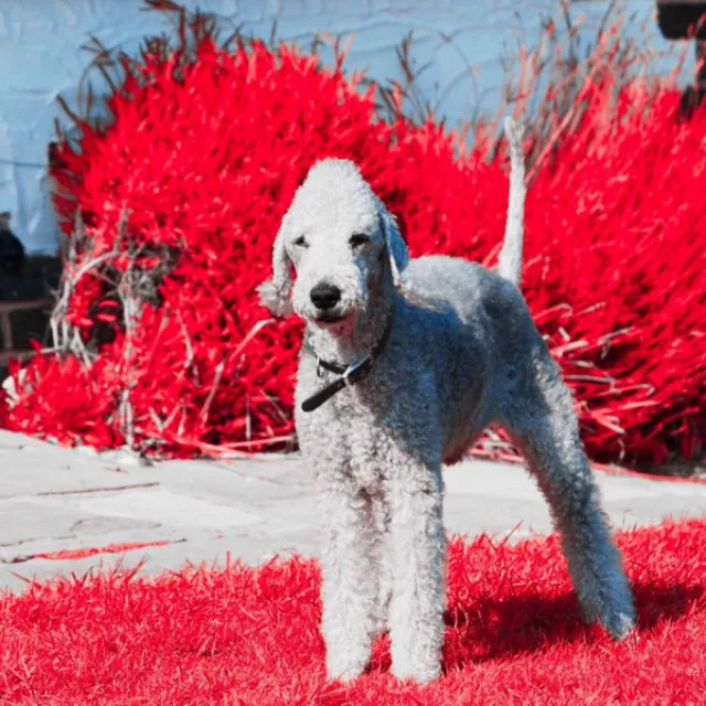 Fashionable Puppy Calmings