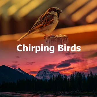 Chirping Birds by Calm Bird Sounds