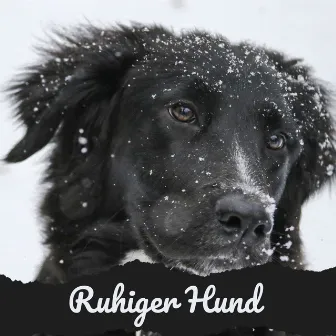 Ruhiger Hund - Klavier klassische Musik für Hunde, Katzen, Welpen, Anti-Angst, Stressabbau, Flöte, Saxophon, entspannende Lieder zum Schlafen by Instrumentelle Hundemusik