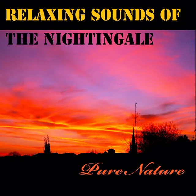 Relaxing Sounds of the Nightingale