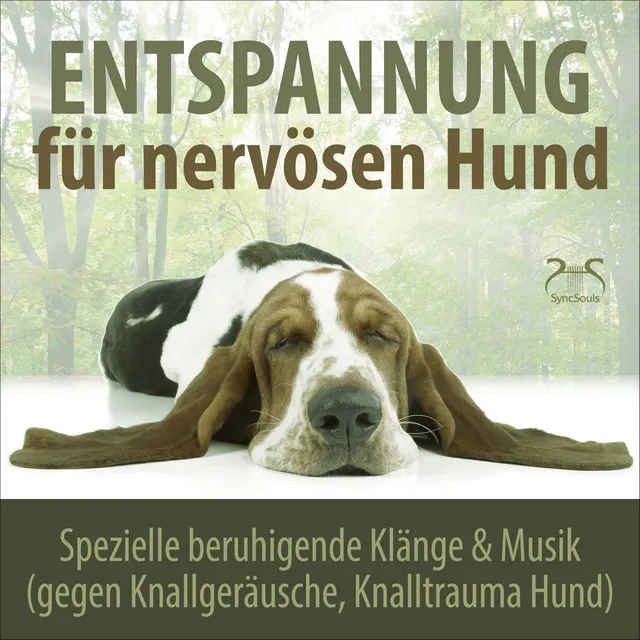 Breites Meeresrauschen & sanftes Piano für Hund und Frauchen/Herrchen