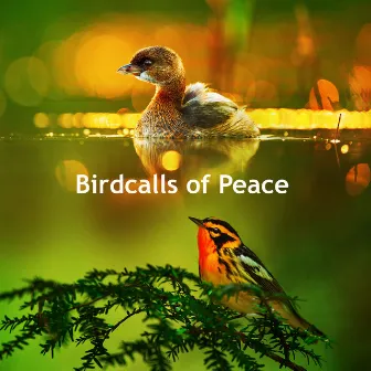 Birdcalls of Peace by Avez