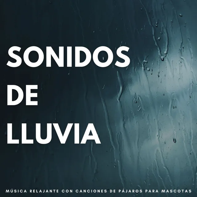 Sonidos De Lluvia: Música Relajante Con Canciones De Pájaros Para Mascotas