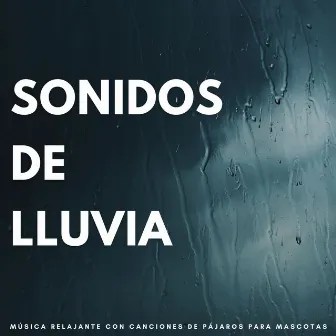 Sonidos De Lluvia: Música Relajante Con Canciones De Pájaros Para Mascotas by Mascotas Total Relax