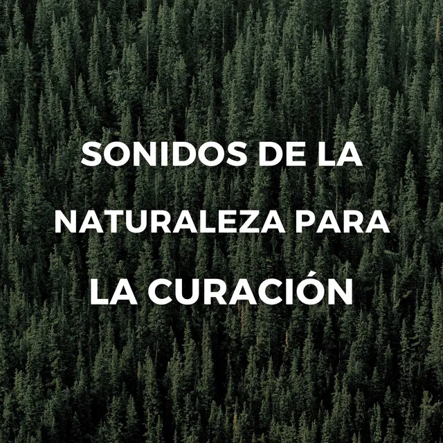 Sonidos De La Naturaleza Para La Curación