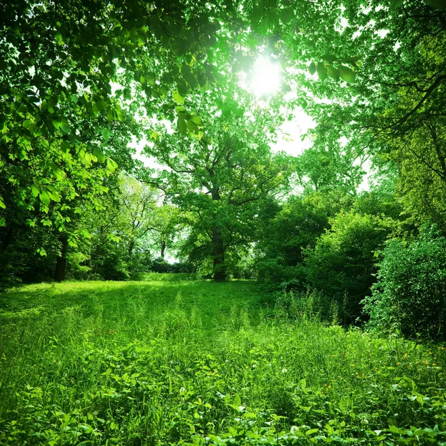 Serenade in Green Meadows