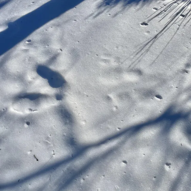 Footsteps in the Snow