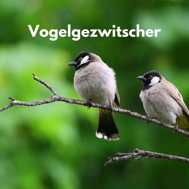 Vogelgezwitscher